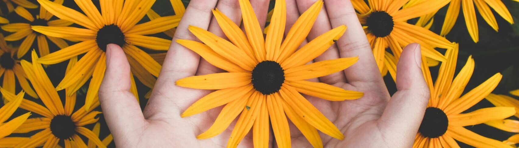 Close-up of hands holding vibrant yellow daisies, showcasing natural beauty and floral pattern.